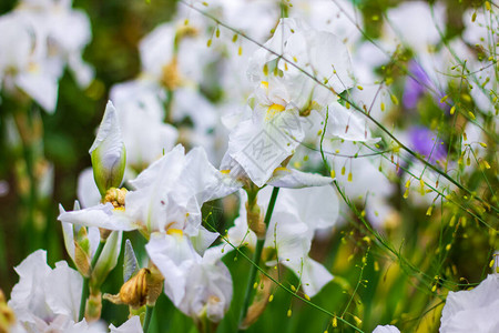 花园里的白花春天的白花图片