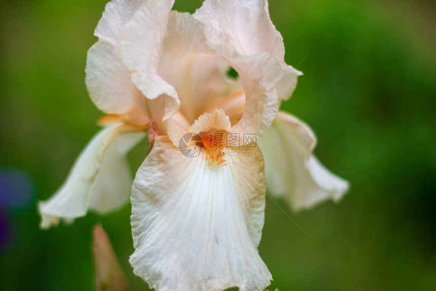 一朵白花的特写花园里的白花图片