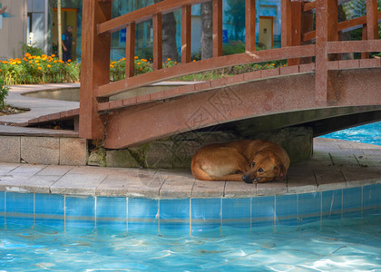 悲伤的流浪狗躺在公共园游泳池附图片