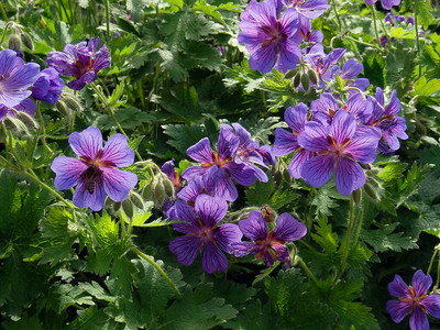 夏日花园模糊背景下盛开的蓝紫色花园天竺葵与蜜蜂和图片