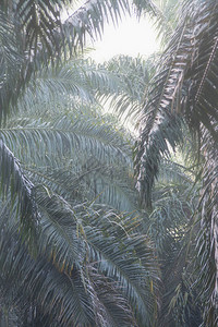 雾蒙的早晨棕榈树叶下垂图片