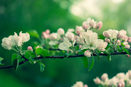 美丽的粉色和白色苹果花清晨新鲜的早晨自然图片