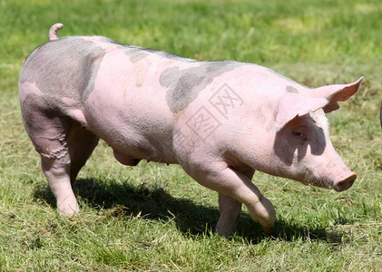 野外浮现的多色斑小猪青猪在外部自图片