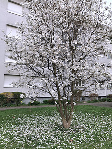 建筑前面的白木兰花树图片