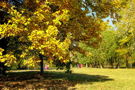 秋天的风景和壁纸黄色的秋天橡树叶人们走在风景如画的秋季公园图片