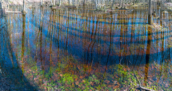 清澈的反射在裸露的树木和蓝天空的水中在森林湖里图片