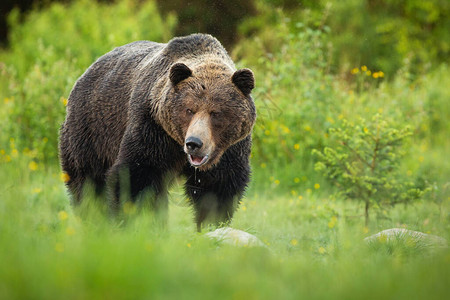 大棕熊乌苏斯阿尔克托斯口开哭泣夏天在绿草地上滴下唾液从低角度看雄哺图片