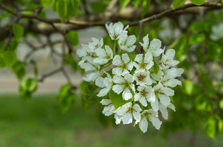 苹果树枝在春天开满了白花美丽的苹果树盛开花蕾图片