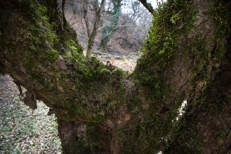 在绿色森林的根上长有苔藓的树或干上长有苔藓的树皮长满青苔阿塞拜疆质图片