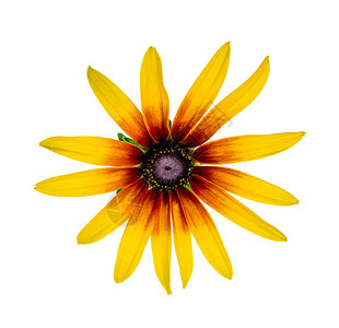 黑眼睛的苏珊鲁德贝西亚花朵白高清图片