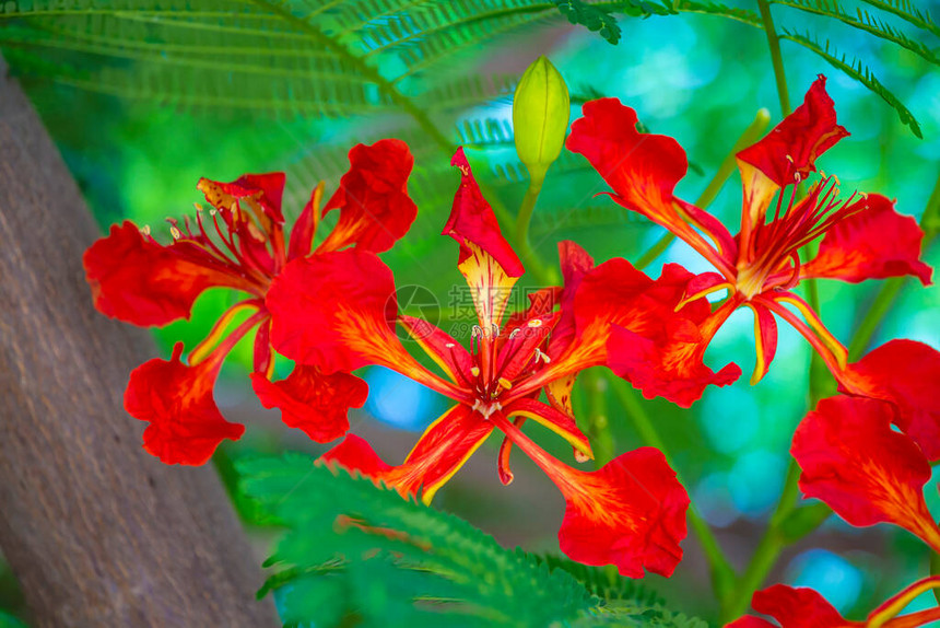 华丽或DelonixRegia红色花朵特写美丽的热带火焰树花以色列内坦亚的皇家凤仙花树或火图片