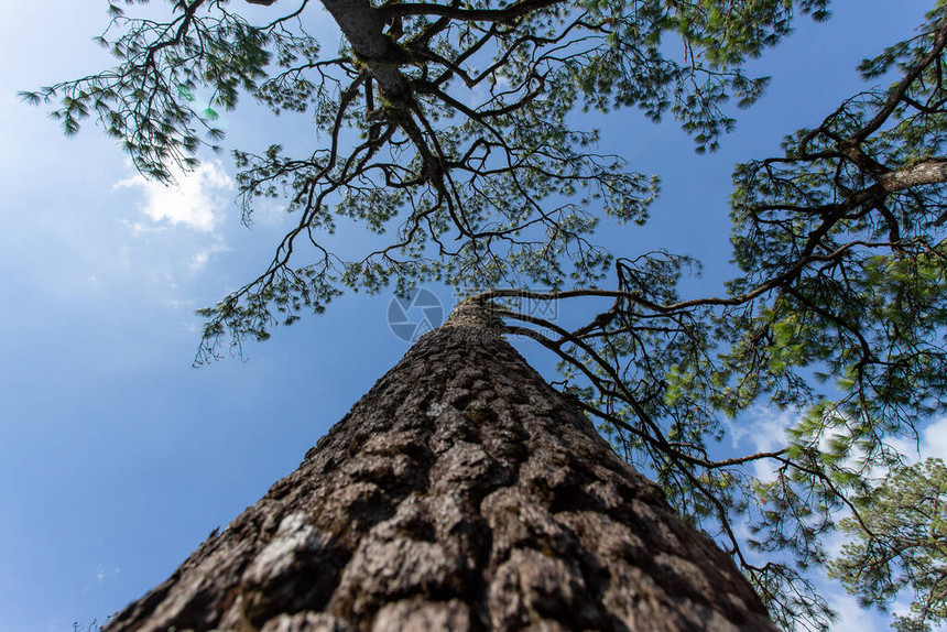 Pinusmupo也被称为爬松矮图片