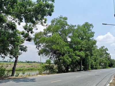 沥青路沿途大树环境自然背景图片