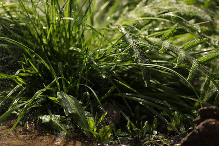 雨中阳光明媚的日子里的绿色植物图片