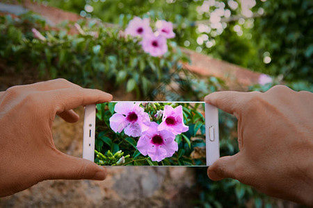 两只手拿着智能手机拍花的照片图片