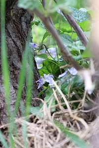 夏天干枯的树桩附近的绿叶和蓝花图片