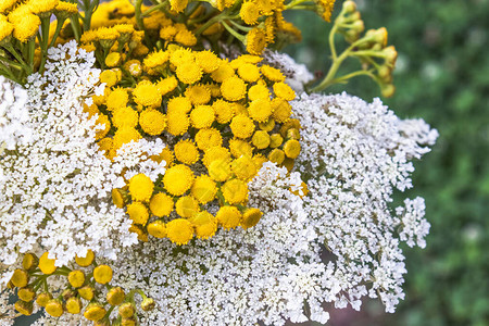 药用植物草蓍和艾菊的花束开花植物图片