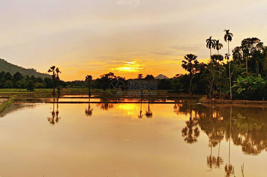 阳光下棕榈树的热带稻田升起太阳和多云的天空图片