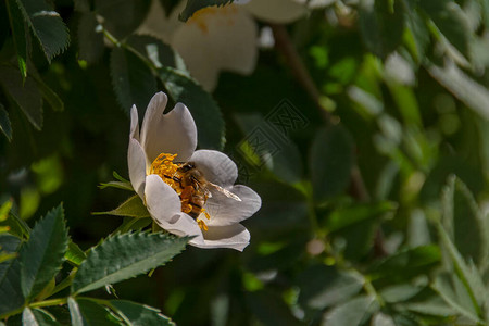蜜蜂正在收集花粉在树狗的白色花朵上玫瑰与绿叶对着模糊背图片