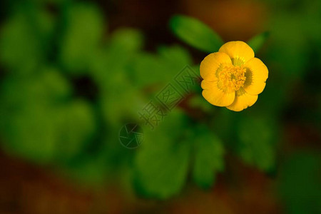 近距离拍摄的黄花盛开的切利多尼图片