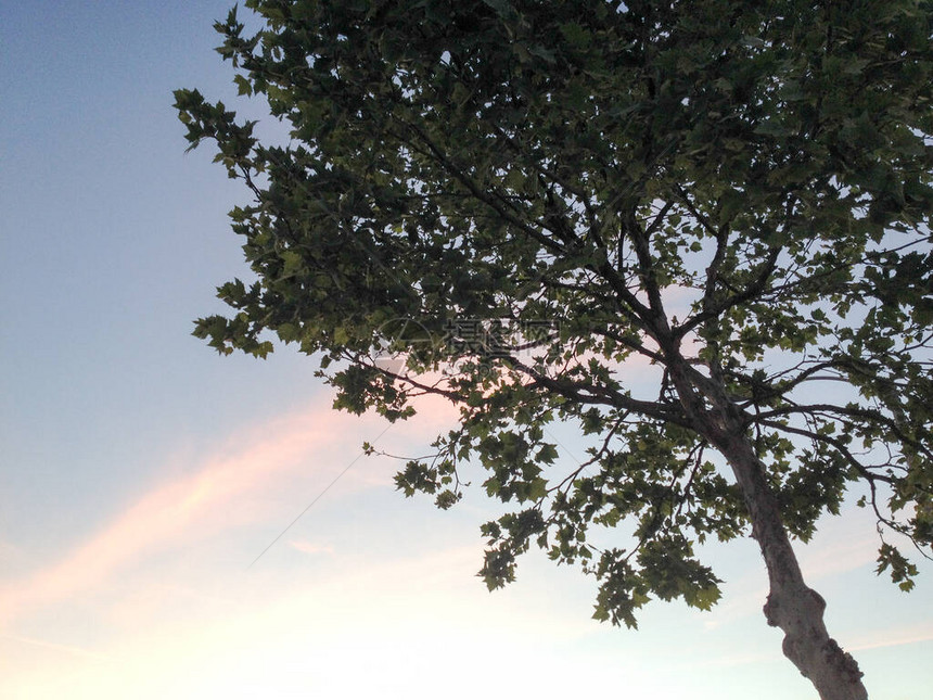 蓝天上的树剪影与粉红色的云黄昏图片