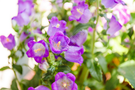 Violetcampanula花在灯光图片