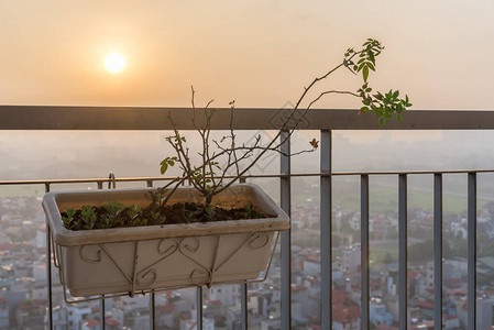 越南河内高楼公寓建筑群阳台花园的金属栅栏上有一个粘土塑料玻璃窗箱图片