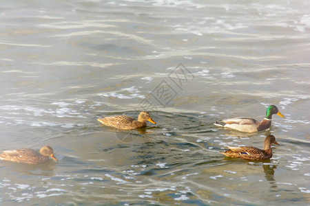 野鸭在未结冰河的冷水中游泳图片