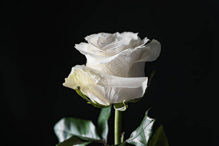 深色背景中美丽的白玫瑰图片