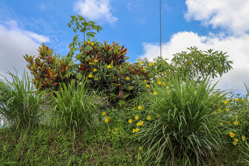 在印度尼西亚巴厘的Jatiluwih地区的草坡上用黄色花朵灌木和黄花进行灌木校图片