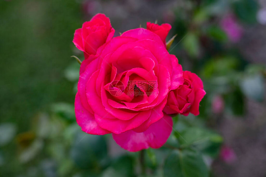 红色玫瑰花盛开在背景红色花图片
