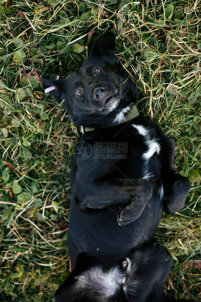 可爱的快乐狗躺在绿色公园的草地上玩耍的肖像从庇护所概念中采用混血黑狗甜美的黑图片