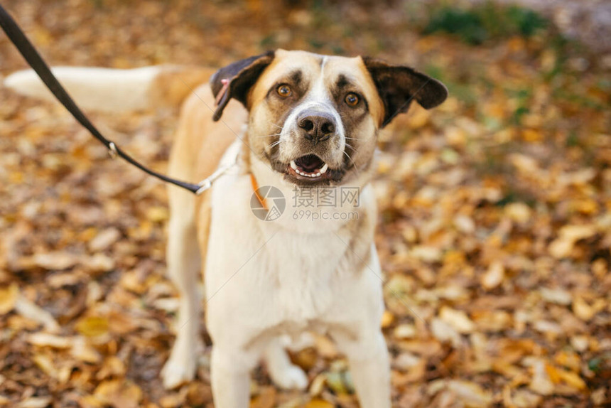 可爱的快乐狗在秋季公园玩耍的画像从庇护所概念中采用混合品种的黄棕色狗甜狗在庇护所图片