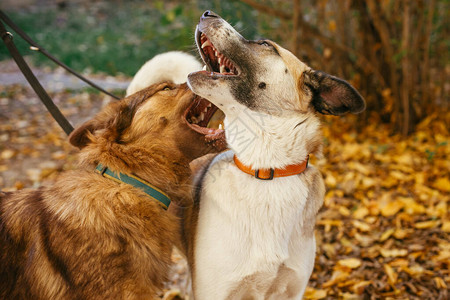 两个可爱的朋友狗在秋天的公园里一起玩耍和咬人愤怒的狗打架从庇护所概念中采用混合品种红色蓬松和黄背景图片