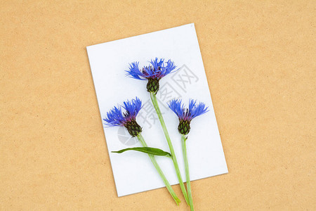 白色背景的蓝花朵纸板上的一图片
