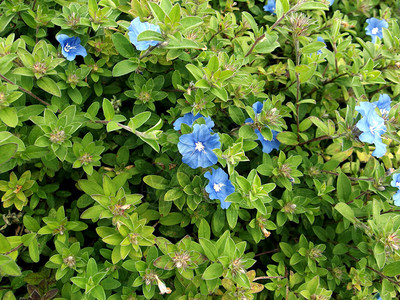 蓝色的小花绽放图片