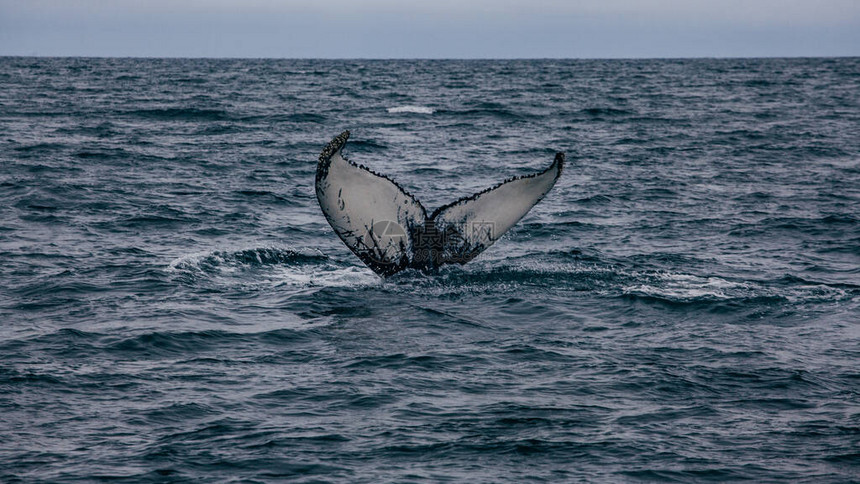 冰岛海洋中的鲸尾巴在海中吃肉图片