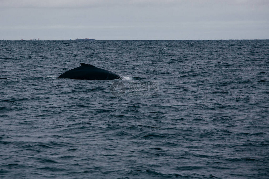 鲸鱼在海洋中被带回冰岛图片