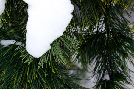 白雪树枝在森林里图片