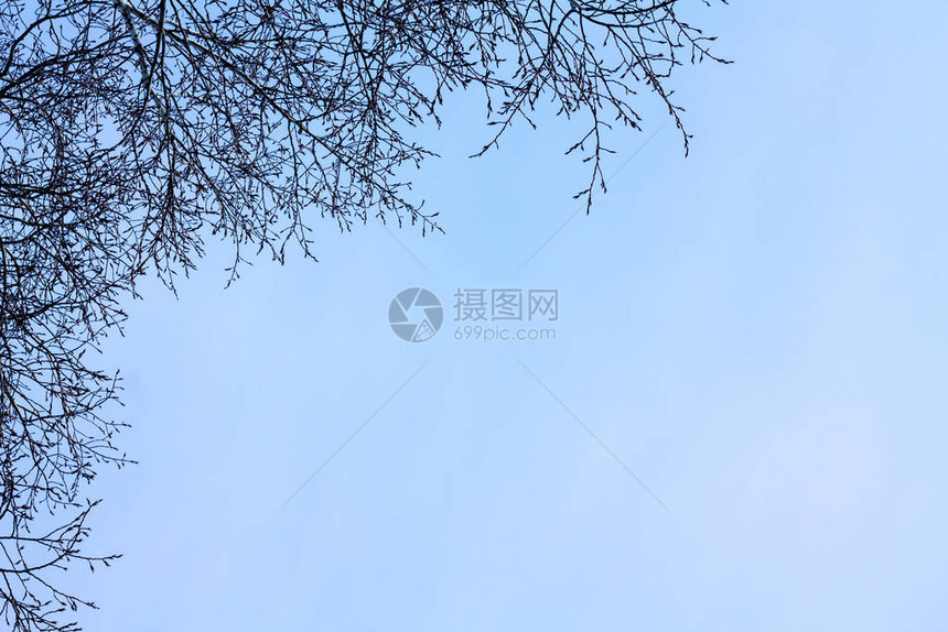 浅蓝天空树枝无叶广告的自然背景图片