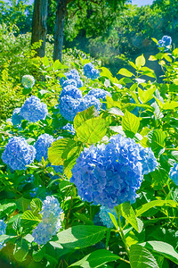 蓝色绣球花和新鲜的绿色图片