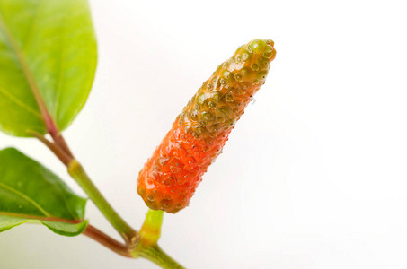 皮帕松爪哇长胡椒管状回肠杆菌图片