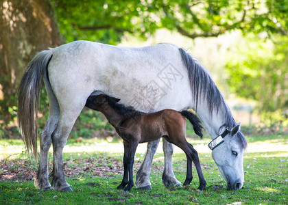 野生小马驹在树下白马的母亲身上哺乳背景