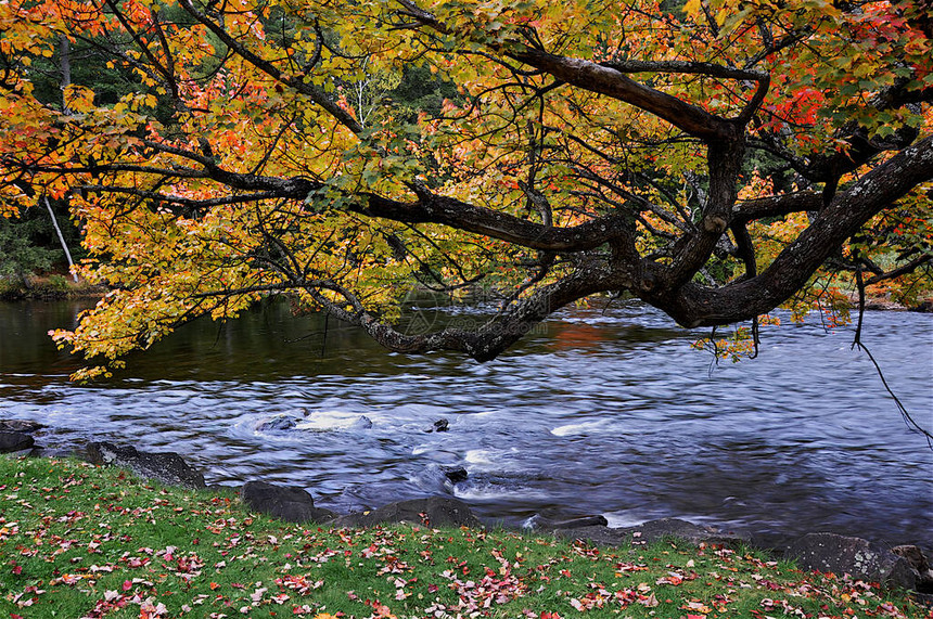 秋叶色与溪流水图片