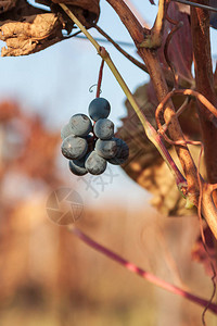 葡萄园灌木上的红酒球图片
