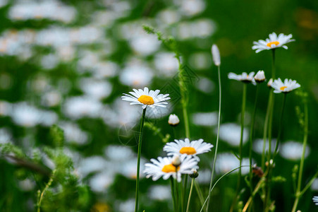 Leucanthemumvulgare草甸野生牛眼菊花图片