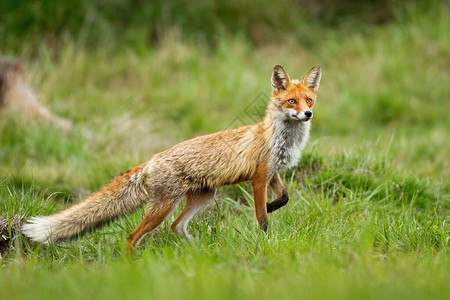 优雅的红狐狸图片