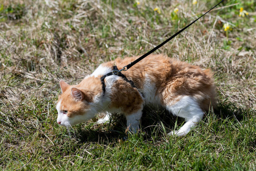 牵着皮带走在草丛中的红猫的压力图片