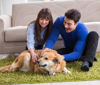 有金毛猎犬的幸福家庭图片
