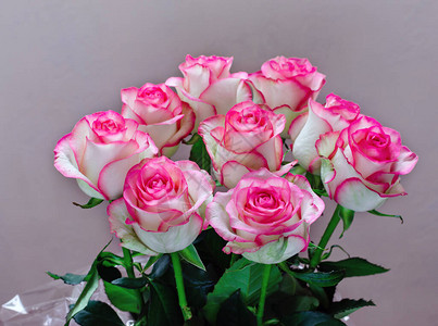 粉红玫瑰花背景的天图片
